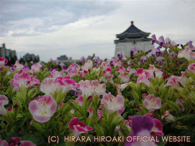 お花畑