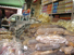 台湾写真13