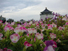 台湾写真19